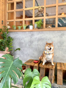 鼠皮咖啡 soopi cafe 門口座位和綠色植物，可愛的赤柴犬