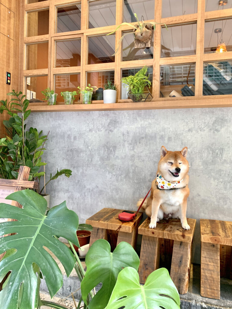 鼠皮咖啡 soopi cafe 門口座位和綠色植物，可愛的赤柴犬