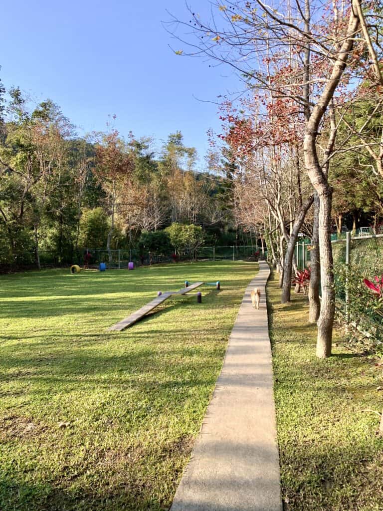 苗栗南莊麥克尼景觀莊園寵物運動區草皮