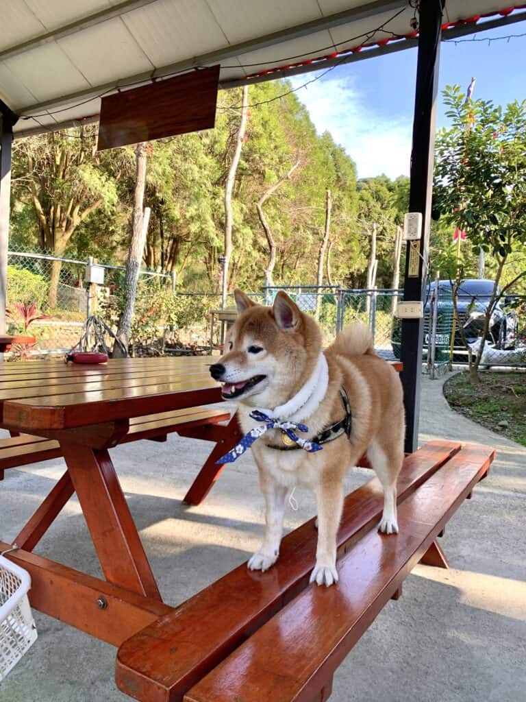 苗栗南莊麥克尼景觀莊園寵物運動區