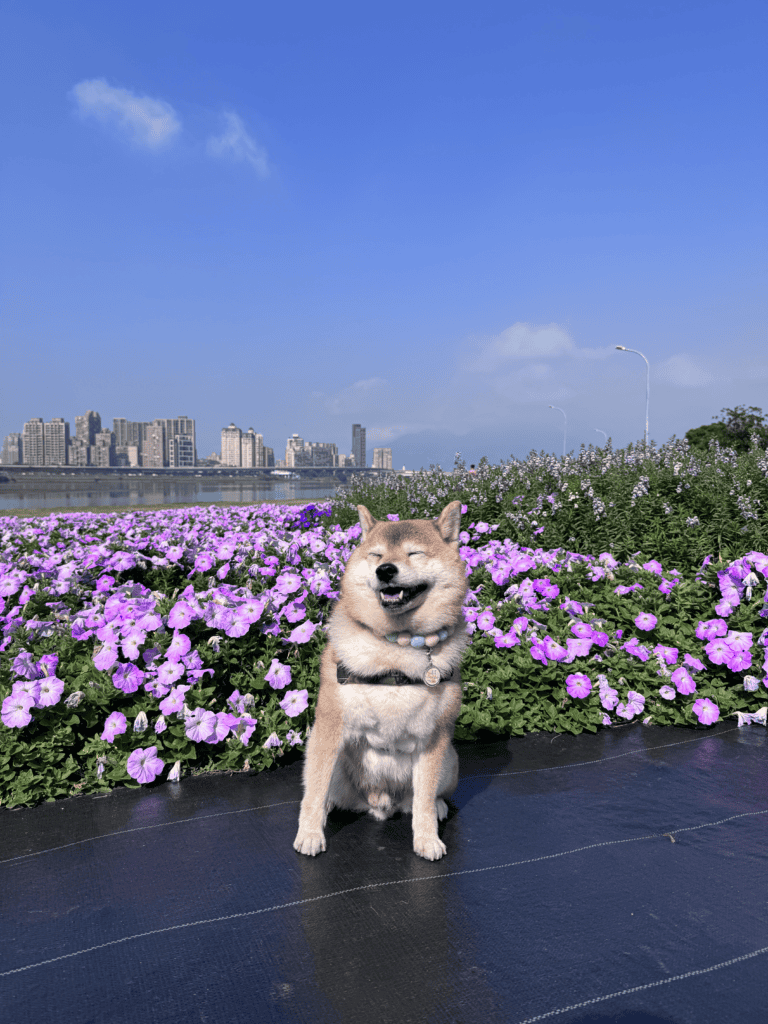 柴犬茶茶