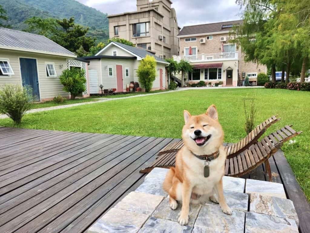 花蓮吉安鄉干城小鎮鄉村風民宿庭院和柴犬