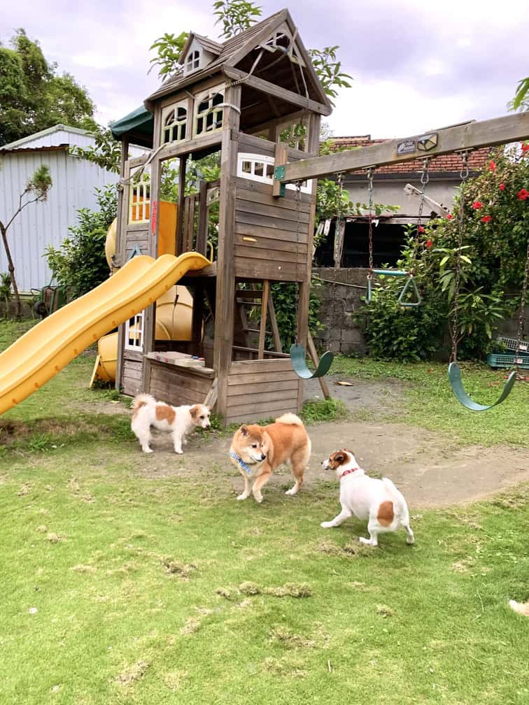 花蓮吉安鄉江院子庭園民宿草地遊戲區溜滑梯柴犬店狗