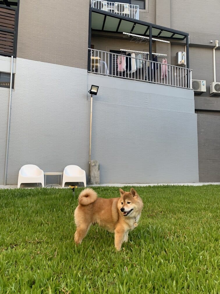 台南安平區同平角落包棟民宿獨立草地柴犬