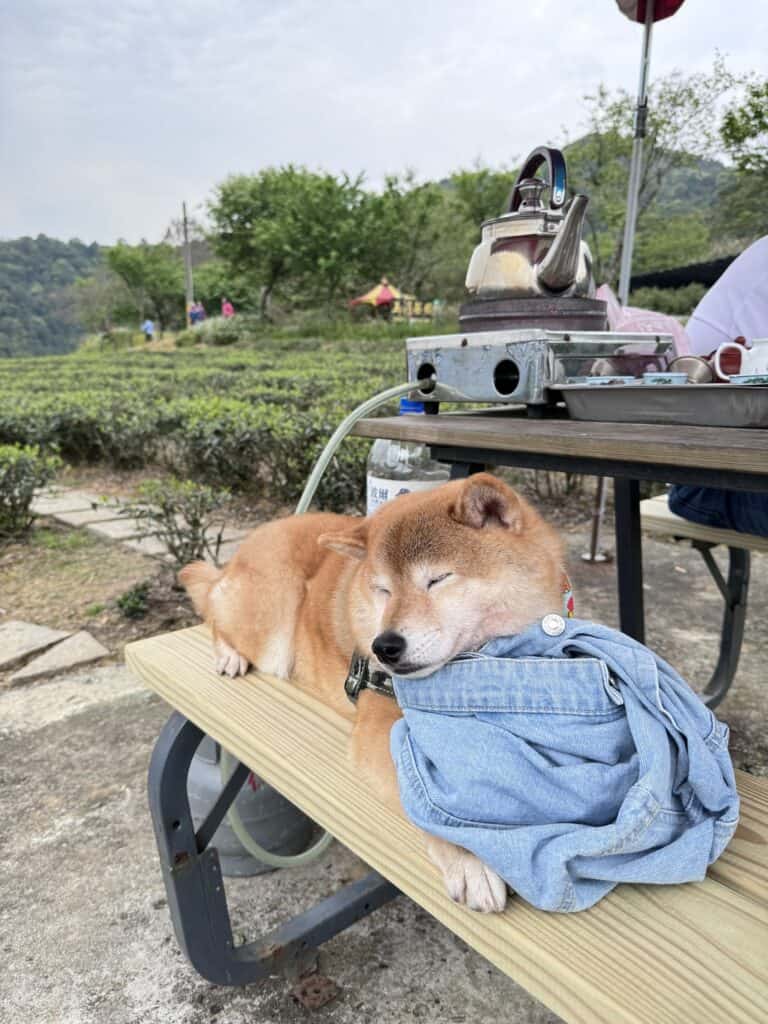 宜蘭大同鄉玉蘭茶園柴犬