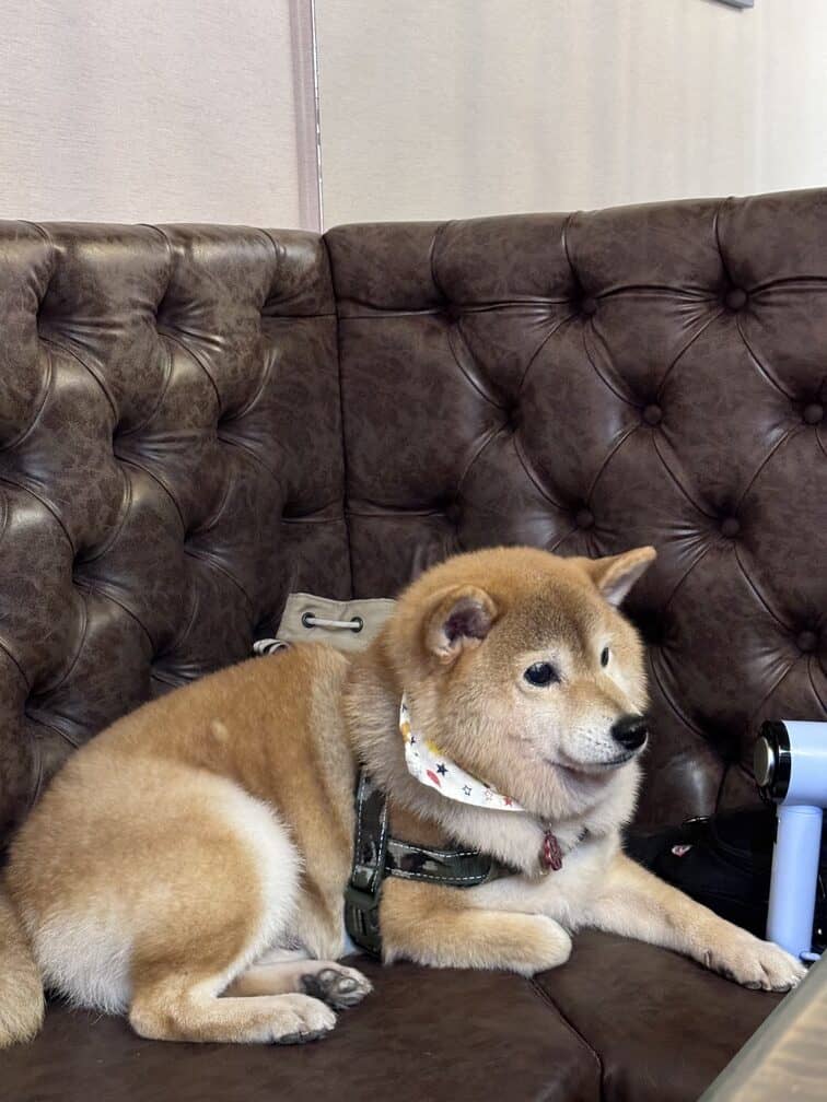 酒狐居酒屋寵物友善居酒屋柴犬坐沙發